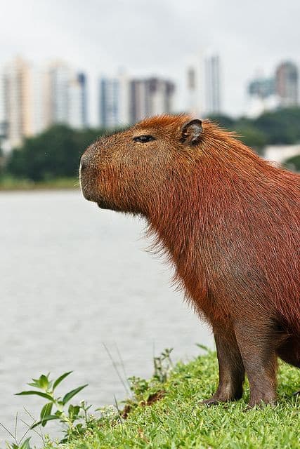 capibara che scruta l’infinito