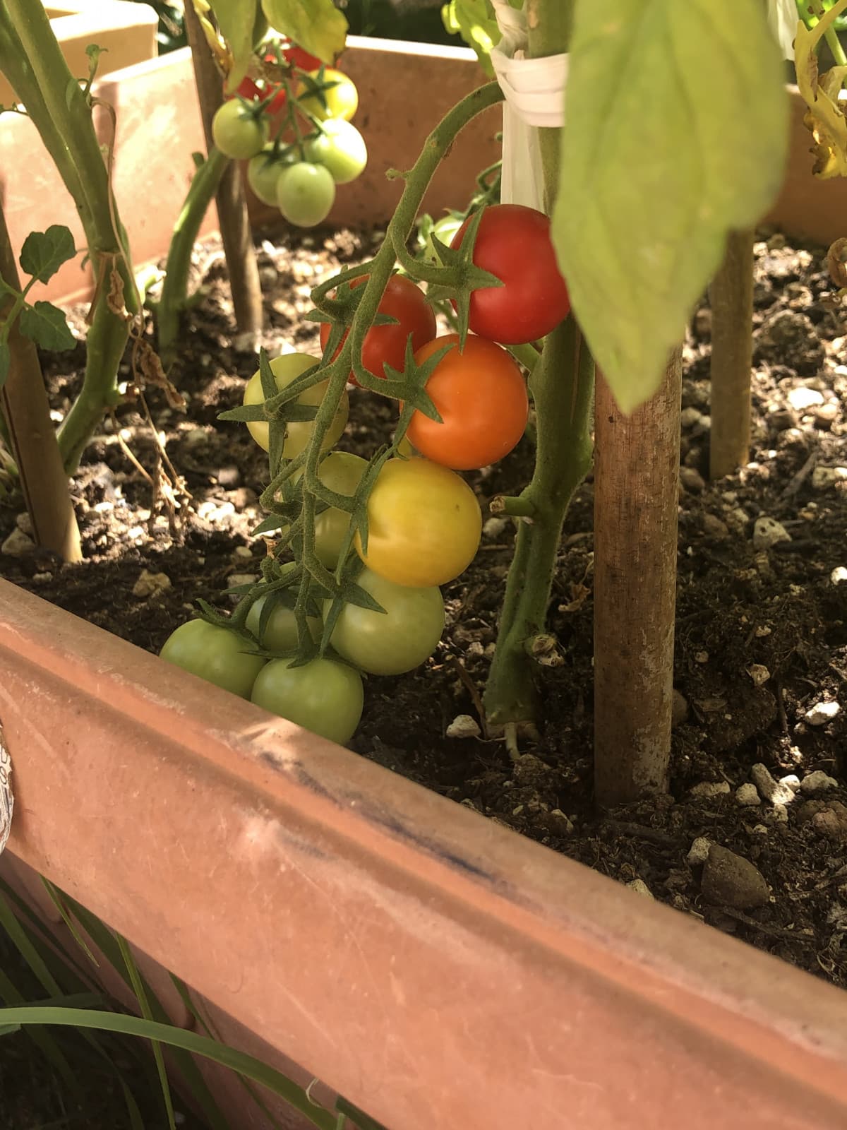 ho trovato questi pomodori in giardino in questa “combinazione” di colori, è da tutto il giorno che guardo sta foto