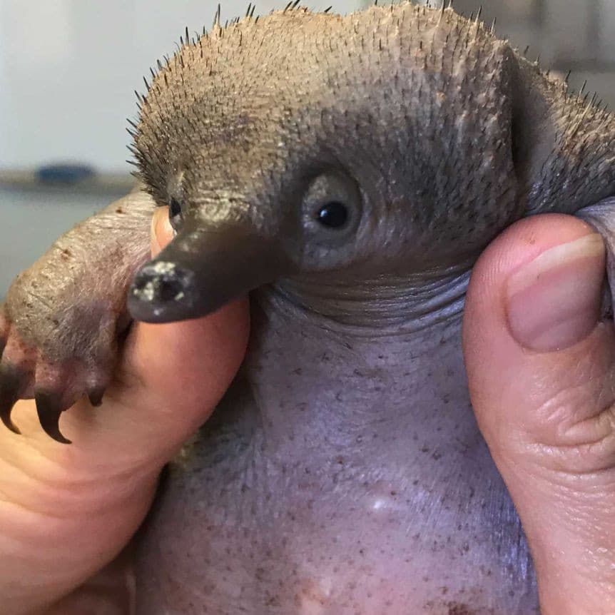 SEMBRA UN CUCCIOLO DI SNASO 