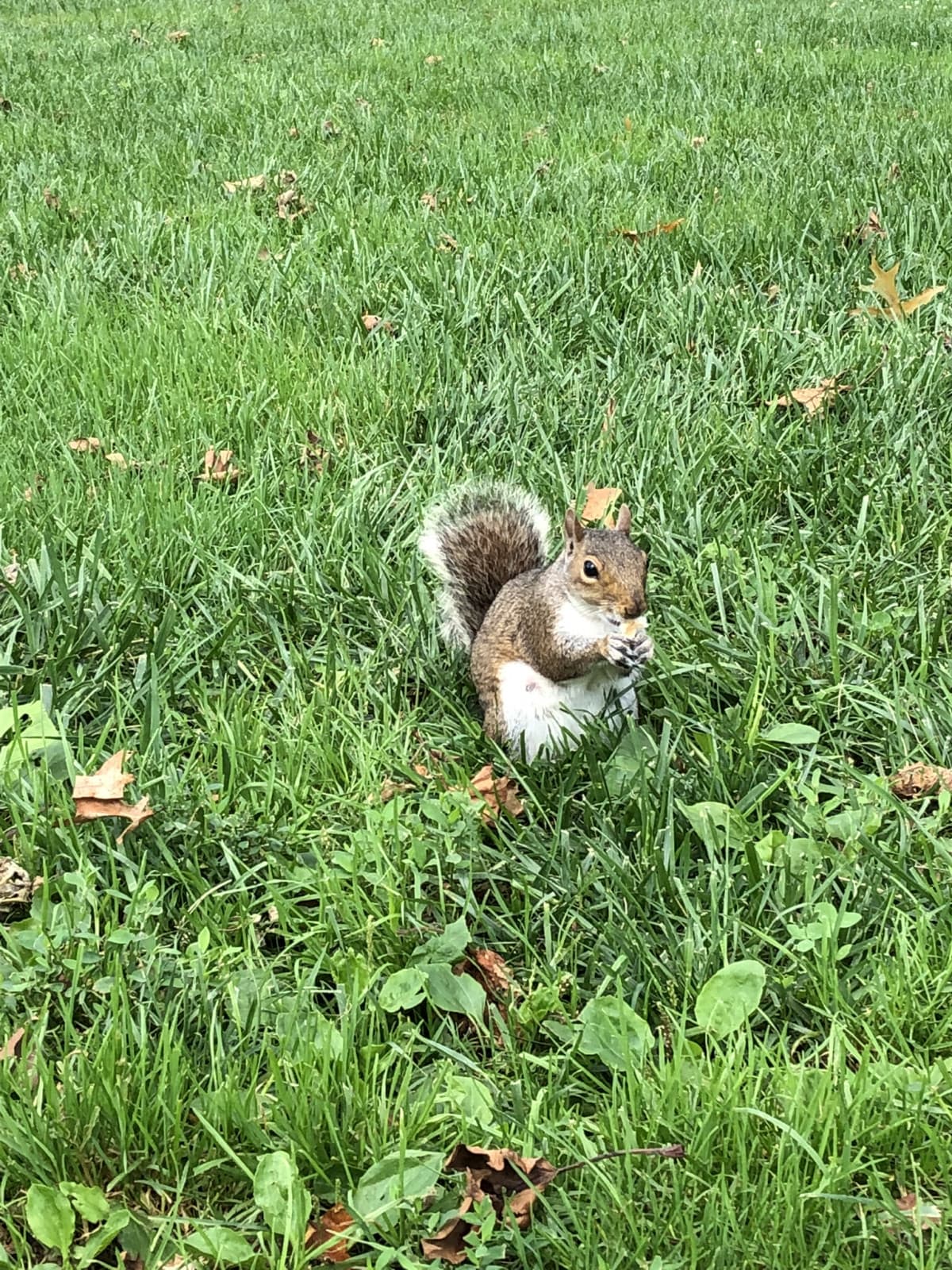 -Uno scoiattolo che mi ha divertita molto al Central Park-