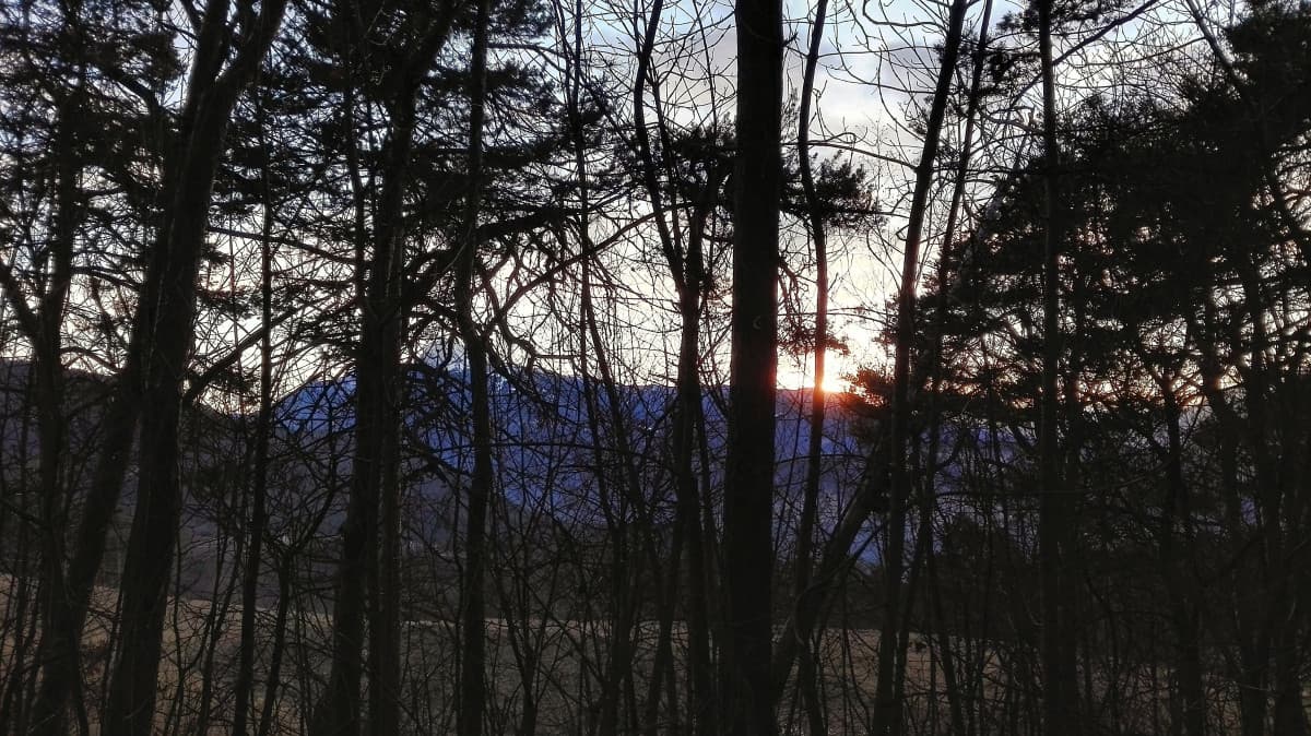 Tramonto in mezzo al bosco