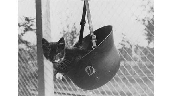 Gatto nel elmetto Wehrmacht