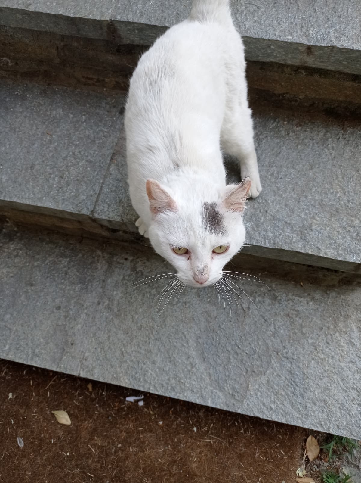 Questo gatto ha deciso che siamo la sua nuova famiglia.