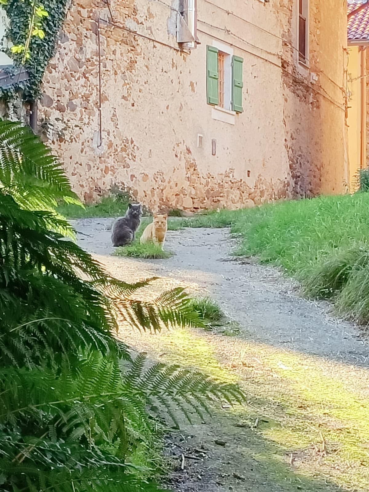 Oggi stavo andando a casa della mia migliore amica e a un certo punto ho notato questi gatti che mi fissavano. Mi sono sentita osservata, erano QUATTRO