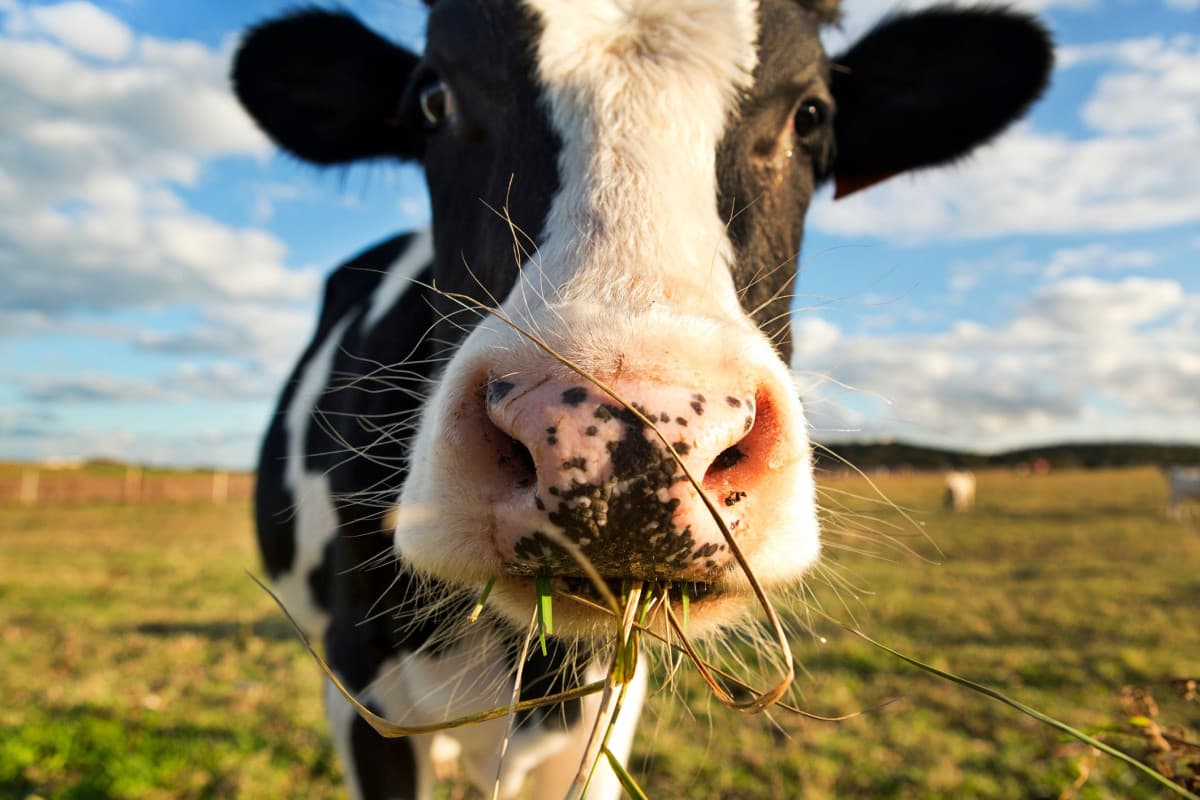 Ah a proposito, tanti auguri anche a @GENOVESE_TIRCHIO! Lei è Bessie, considerala come il mio regalo. Produrrà tante pietanze di tuo gradimento