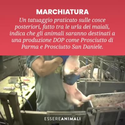 Sono vegana per questo, non perché trovo la catena alimentare una cosa demoniaca. 