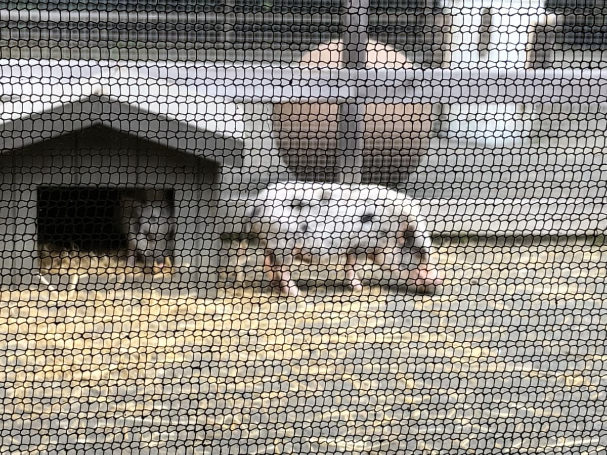 questa invece è la foto di quando sono andata ad uno zoo dove tutti gli animali erano depressi e si stavano tagliando le vene giuro non sto mentendo 