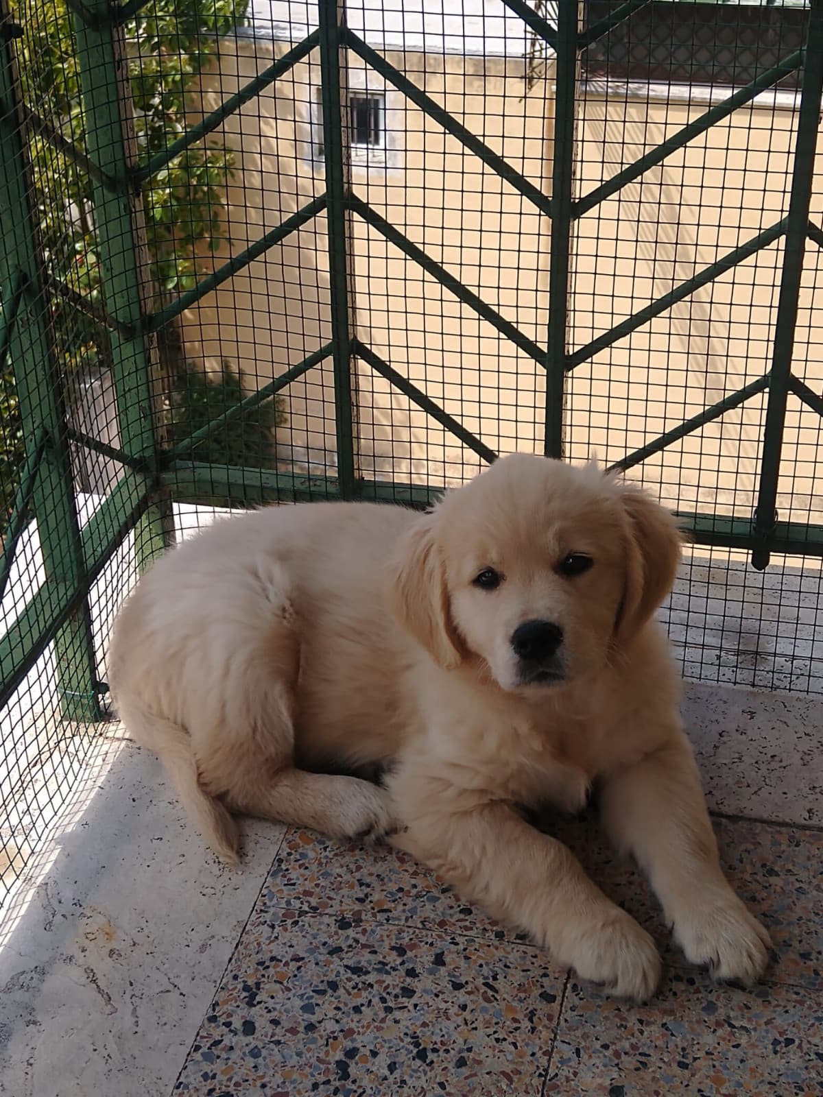 Che bello tornare a casa e trovare la tua cagnolina che ti aspetta?❣️