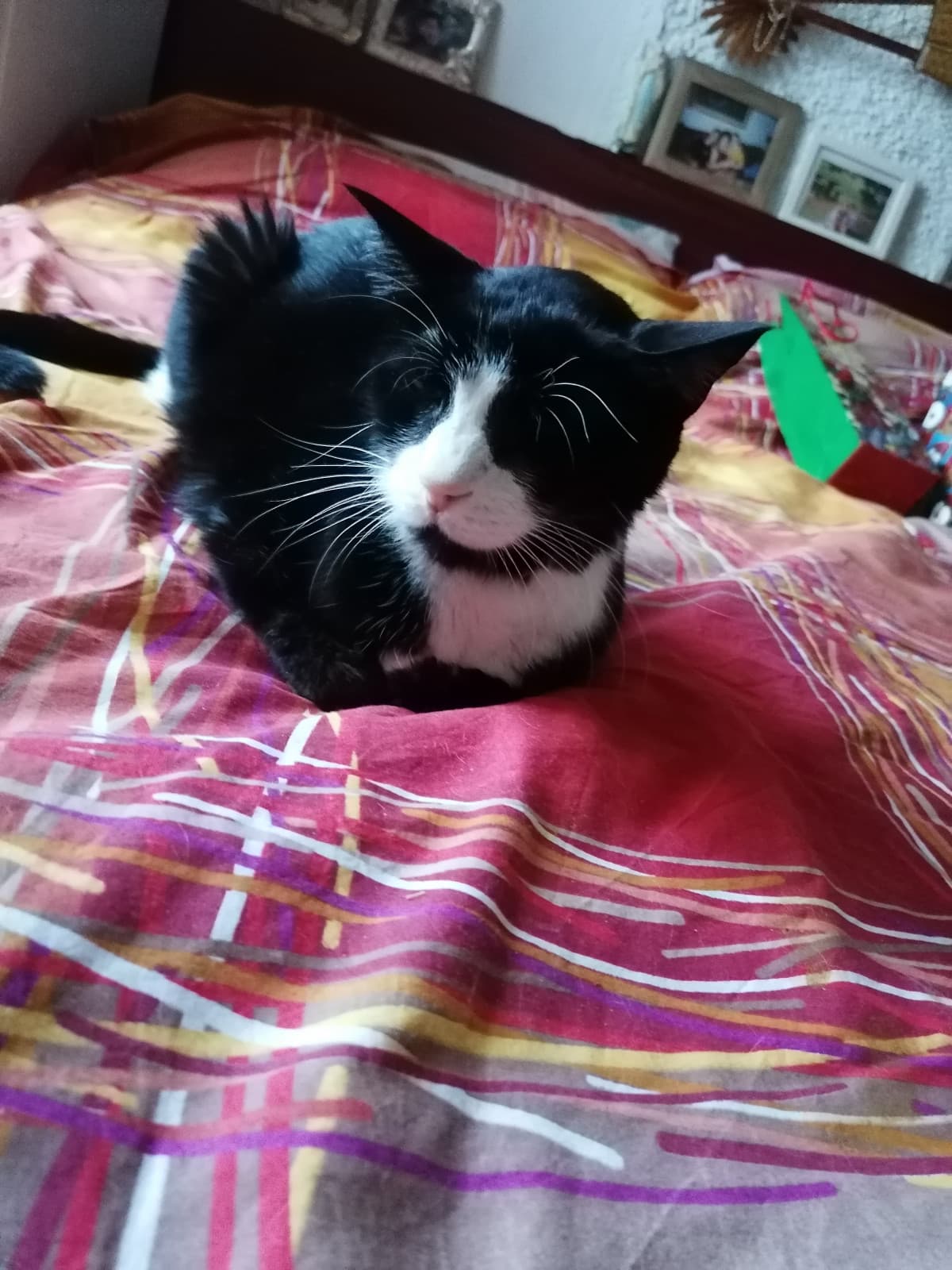 Questo é il gatto dei miei zii e ho scoperto oggi che sta morendo di tumore, nonostante sia diventato uno scheletro mio zio non vuole fargli fare l'eutanasia