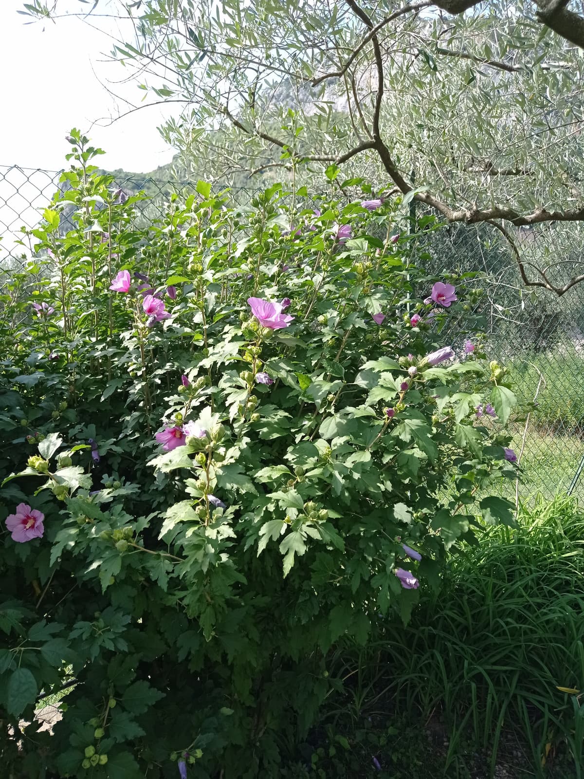 Giardino di casa mia pt.4