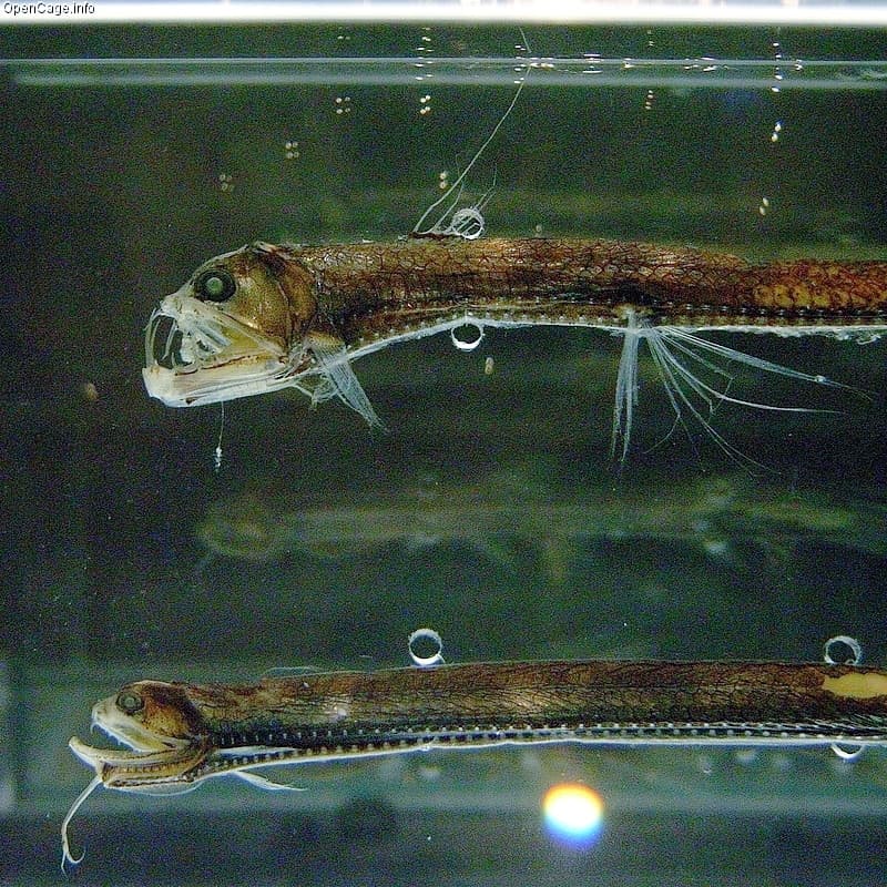 Pesce vipera (approfondimento in descrizione) 