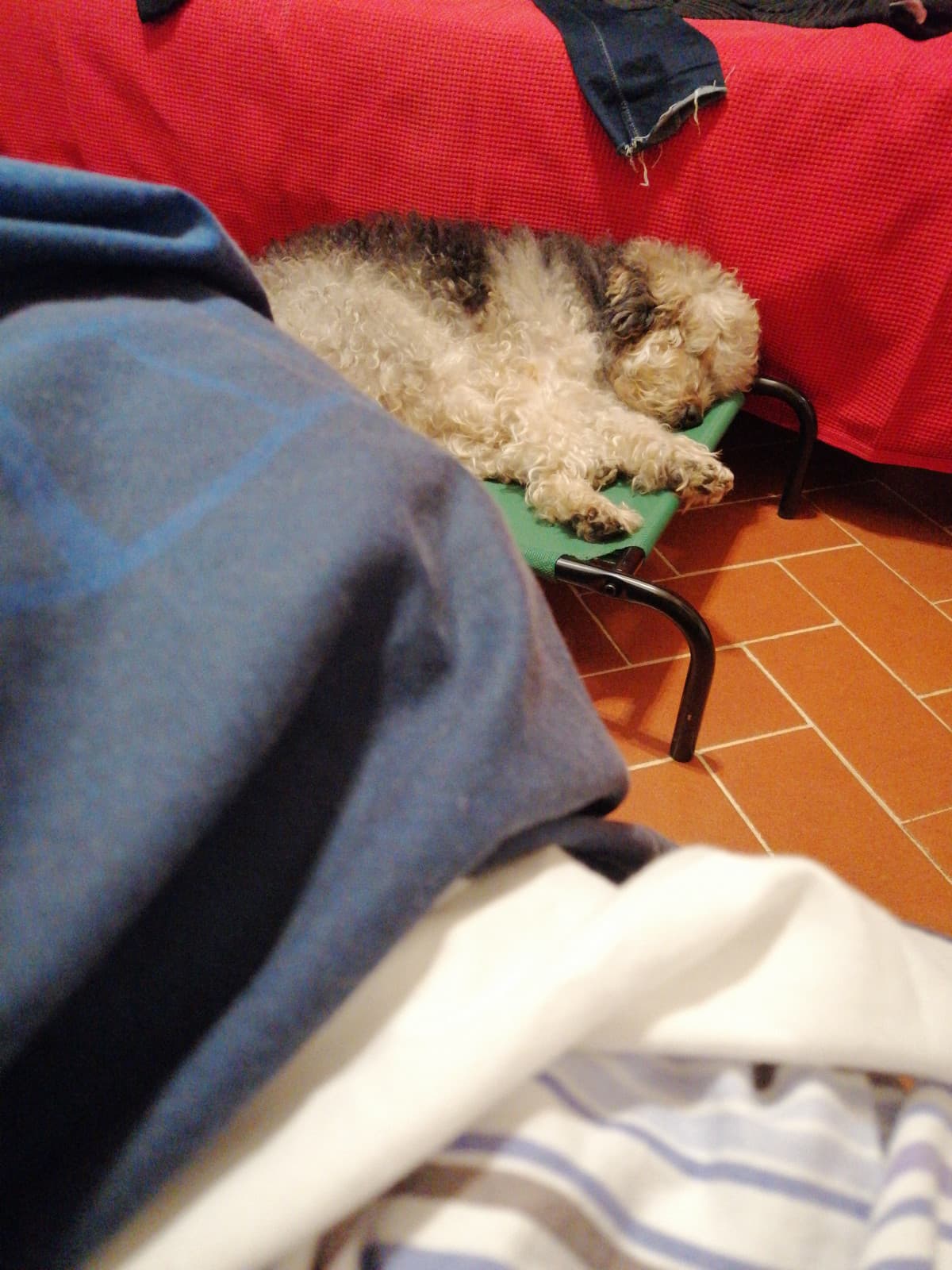 Il doggo dorme accanto al mio letto e russa abbestia 