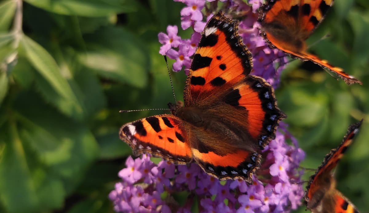 Beh, dato che il tema sono le foto...ecco una farfalla che ho trovato nei giardini Irlandesi