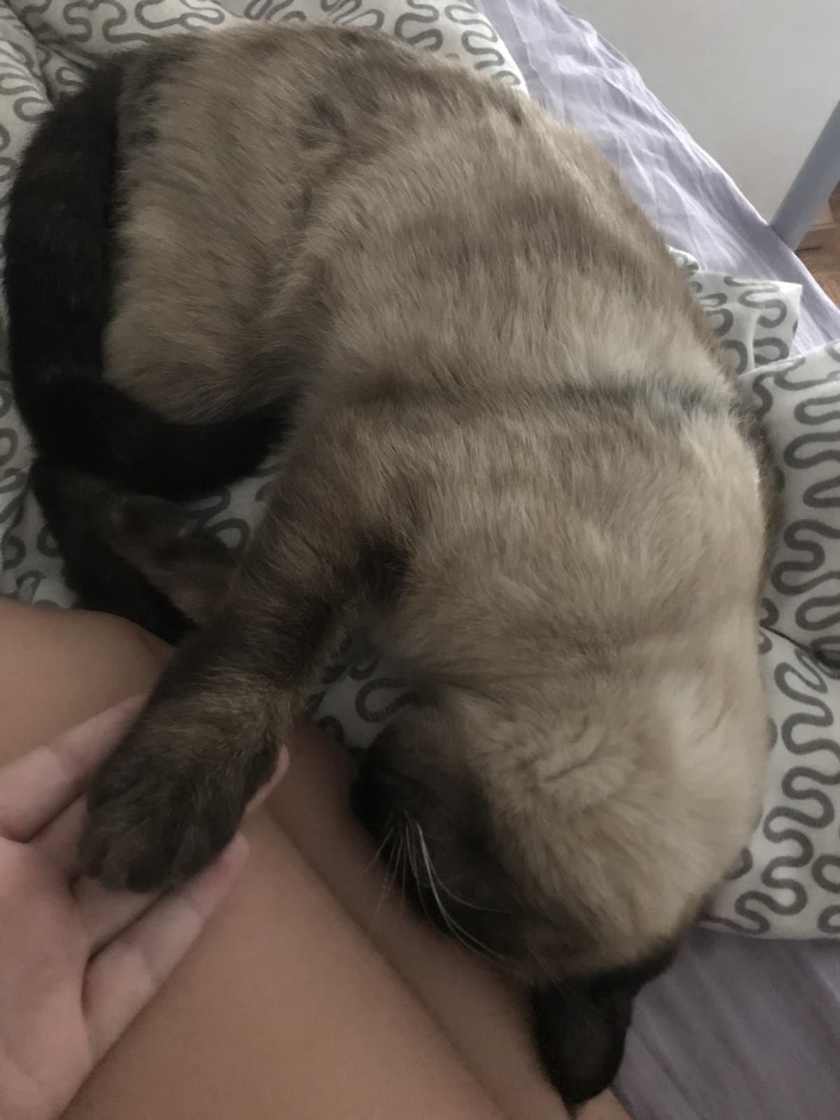 Volevo mostrarvi il mio gatto che dorme perché è adorabile 