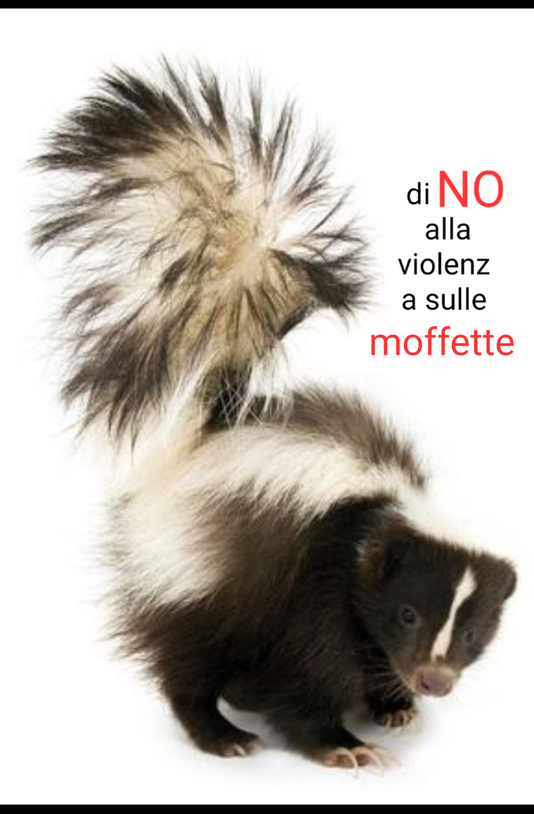 Di NO alla violenza sulle moffette