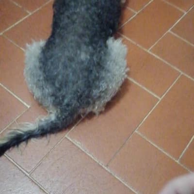 Il bello dell'avere il cane sordo? Che puoi andargli dietro di soppiatto e boom, si impaurisce. 